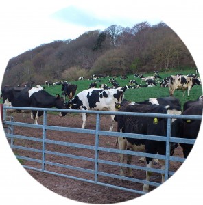 Field of cows